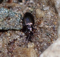 Pseudoperyphus