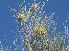 Hakea lorea