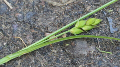 Carex oligocarpa