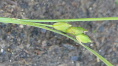 Carex oligocarpa