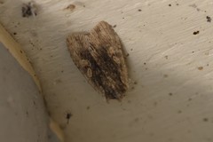 Lithophane hemina
