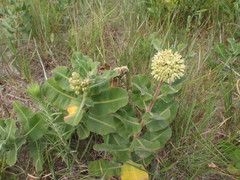 Asclepias obovata