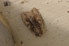 Lithophane hemina