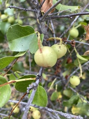Prunus fremontii