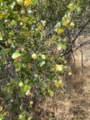Prunus fremontii