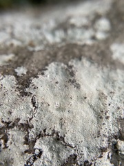 Trapelia placodioides