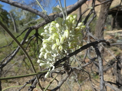 Hakea lorea
