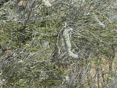 Hakea lorea