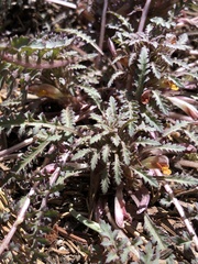 Pedicularis semibarbata