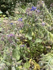 Borago officinalis