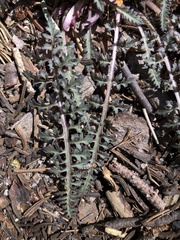 Pedicularis semibarbata