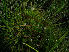 Lachnocaulon
