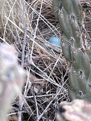 Toxostoma curvirostre