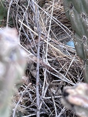 Toxostoma curvirostre