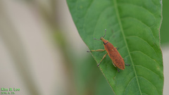 Lixus impressiventris