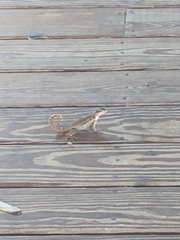 Leiocephalus carinatus