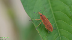 Lixus impressiventris