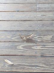 Leiocephalus carinatus