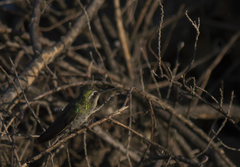 Cynanthus latirostris