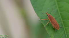 Lixus impressiventris