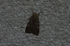Diarsia canescens