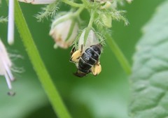 Andrena geranii