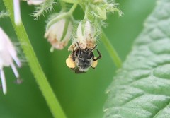 Andrena geranii