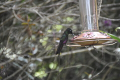 Coeligena helianthea