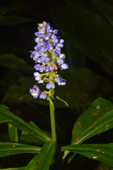 Dichorisandra paranaensis