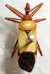 Pseudophonoctonus formosus
