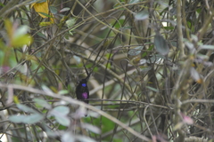 Coeligena helianthea