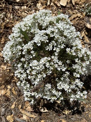 Leptosiphon floribundus