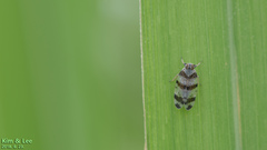 Reptalus quadricinctus