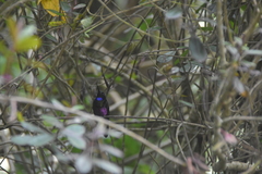 Coeligena helianthea