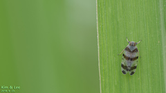 Reptalus quadricinctus