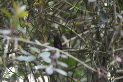 Coeligena helianthea