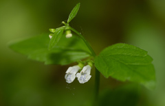 Scutellaria nervosa