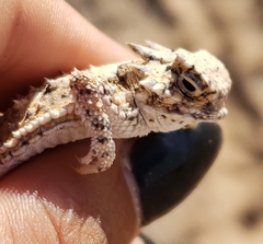 Phrynosoma goodei