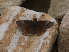 Erynnis icelus