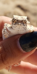 Phrynosoma goodei