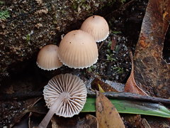 Mycena clarkeana