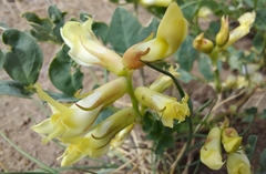 Astragalus beckwithii