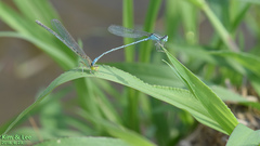 Paracercion v-nigrum