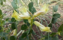 Astragalus beckwithii