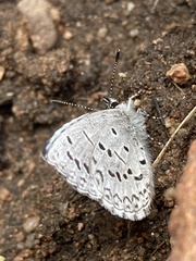 Celastrina echo sidara