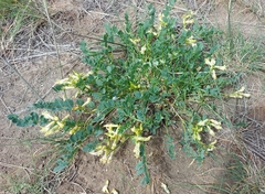 Astragalus beckwithii