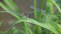 Paracercion v-nigrum