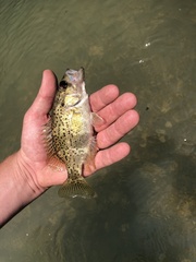 Ambloplites constellatus