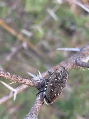 Chrysobothris basalis