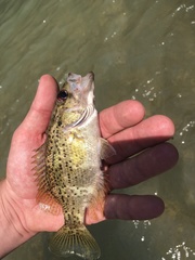 Ambloplites constellatus